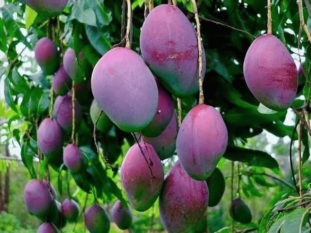 Goa news | राजेश धारगलकर यांनी पिकविले 'सूर्याचे अंडे' 2 miyazaki