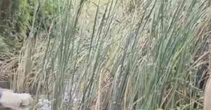 Crime | बुजगावण्याने घातला सरकारी वेळ वाया; यंत्रणा लावली कामाला 24 FB IMG 1751805247430