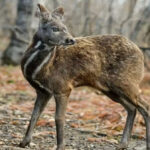 फेसबुक पत्रिका