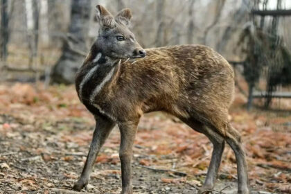 फेसबुक पत्रिका