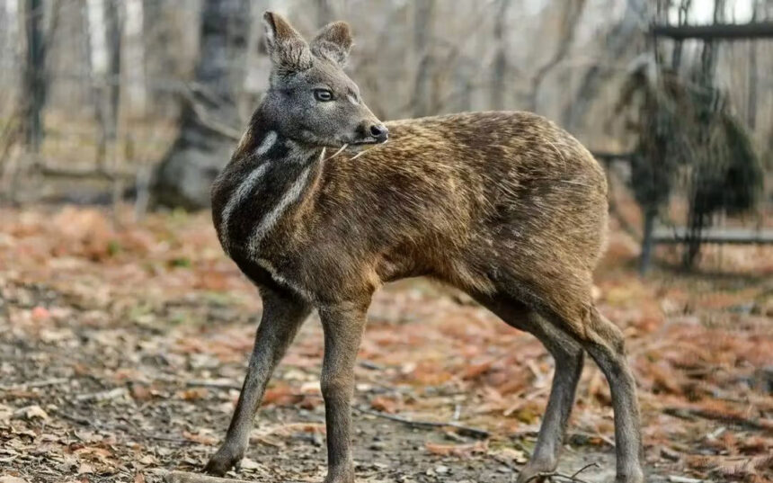 फेसबुक पत्रिका